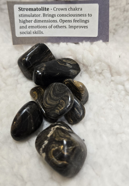 Stromatolite Stone